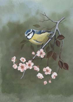 Blue Tit